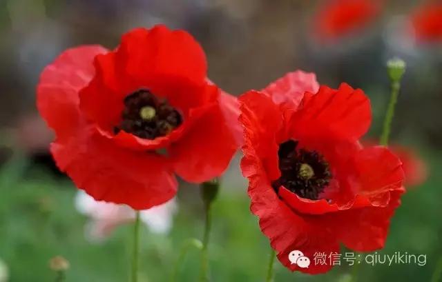 为了一朵花喝了一瓶酒,为了一朵花放弃一整个花园值吗