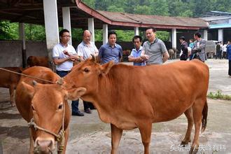 牛羊有病，不请兽医，咱们自己当兽医，牛羊病诊断关键技术！