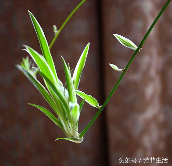 吊兰换完土叶子蔫了,牡丹吊兰干蔫怎么办