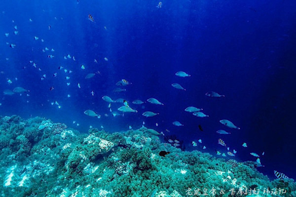 帕劳世界七大海底奇观,帕劳夕阳奇观图片