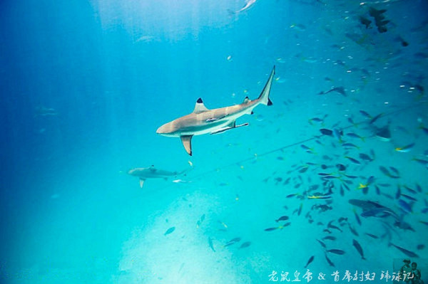 帕劳世界七大海底奇观,帕劳夕阳奇观图片