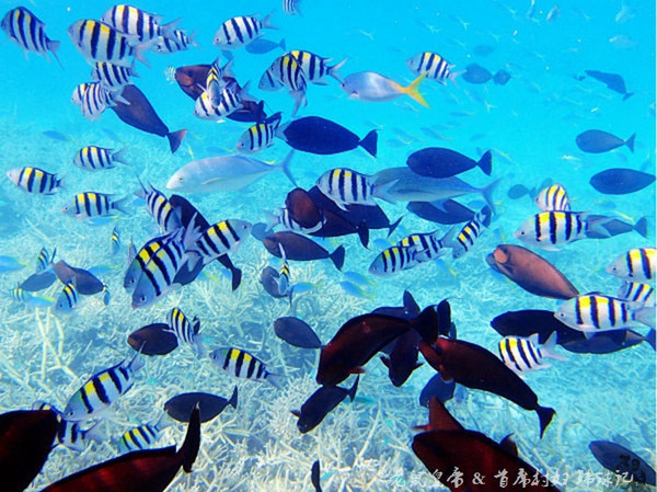 帕劳世界七大海底奇观,帕劳夕阳奇观图片