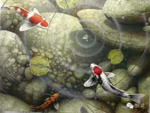 选锦鲤必须具备几个条件,挑选红白锦鲤你必须留意七个要点