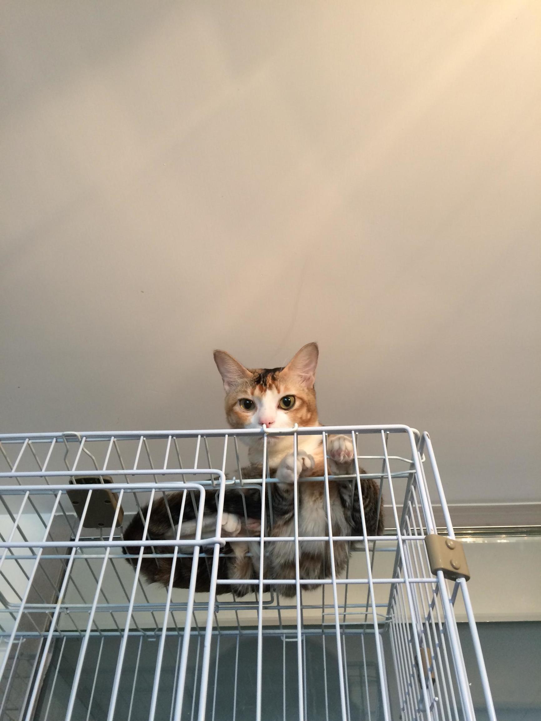 这个香港女孩，是20只残疾猫咪的妈妈：“我会照顾它们到老”