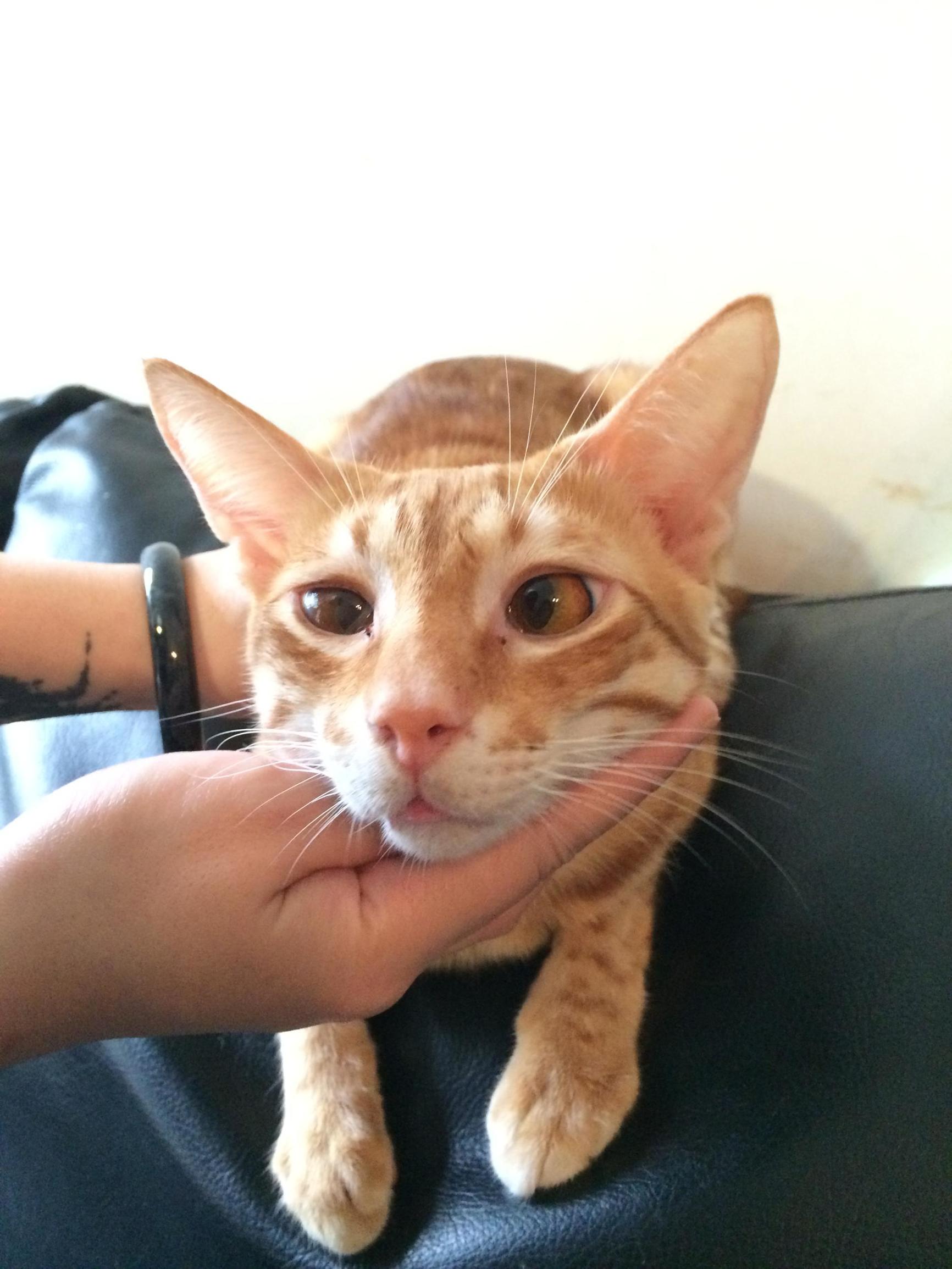 这个香港女孩，是20只残疾猫咪的妈妈：“我会照顾它们到老”