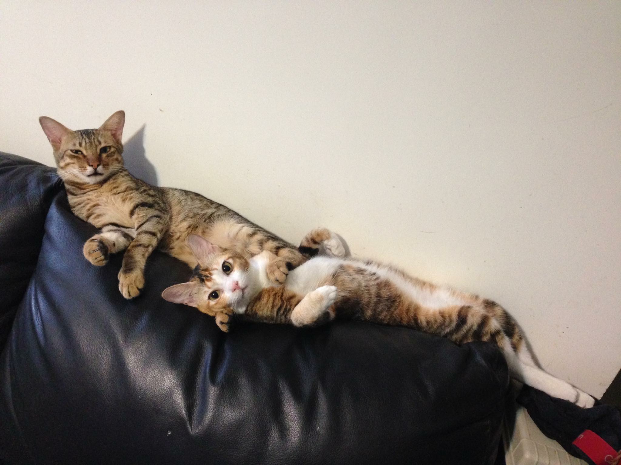 这个香港女孩，是20只残疾猫咪的妈妈：“我会照顾它们到老”