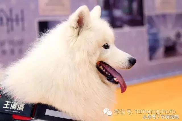 苏州宠物展观展,2019华东宠物展苏州