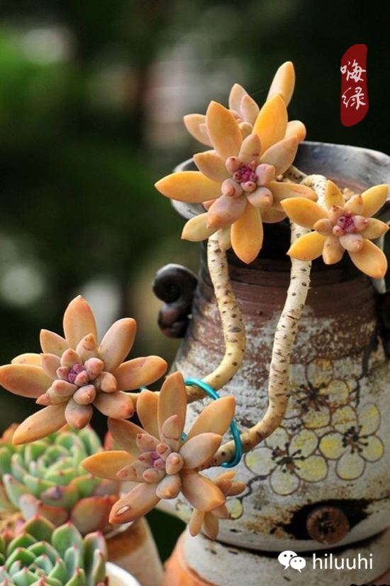 怎么可以这么美图片,漂亮韩国多肉