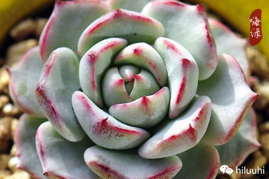 怎么可以这么美图片,漂亮韩国多肉