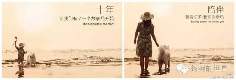 狗狗的日常照顾方法,冬季狗狗多久洗一次澡