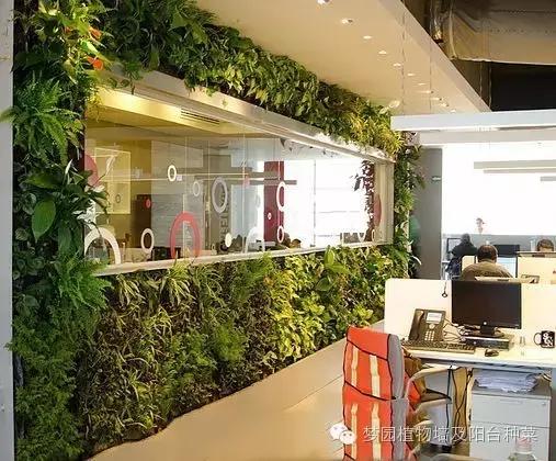 室内植物墙安装效果,室内植物墙有什么优点