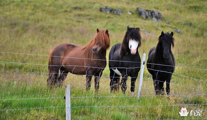 冰岛的马,正宗冰岛马图片