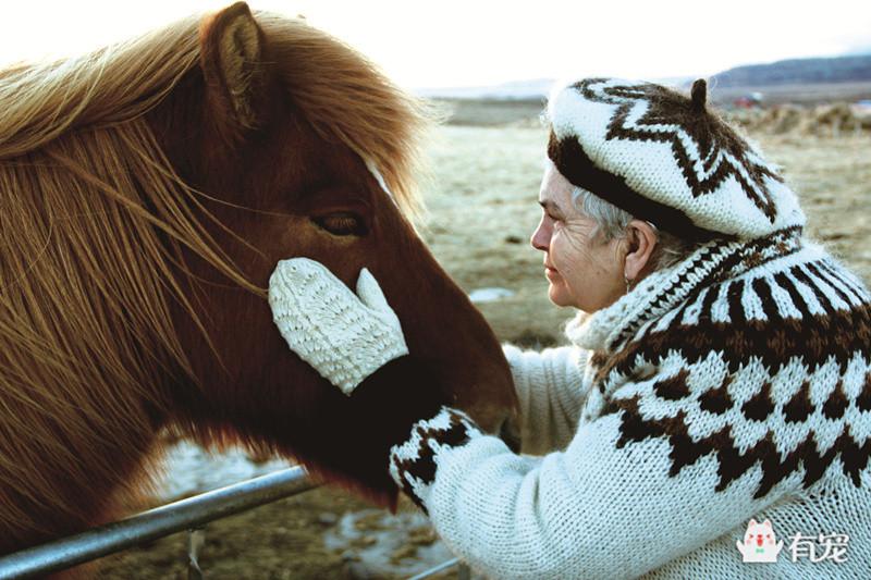 冰岛的马,正宗冰岛马图片
