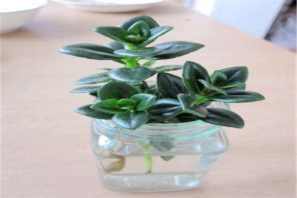 牡丹吊兰水培扦插方法,牡丹吊兰咋水培