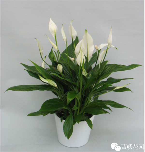 可以净化空气的室内盆栽植物,什么植物净化空气能力最强室内