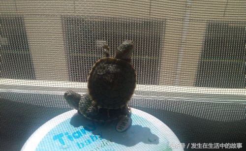 巴西龟怎么养才100%能活下来,怎么才能养好一只小巴西龟