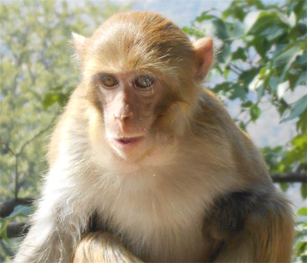 小猴得了牙髓炎，母猴抓些湿泥涂在小猴脸上和嘴里，没想到病好了