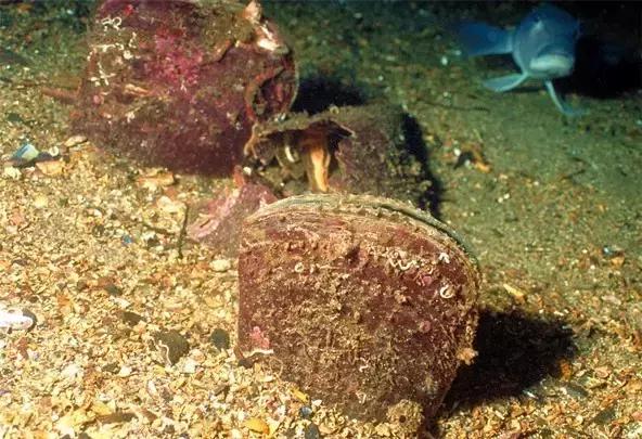 又双叒叕吃人家生殖腺！老不要脸了