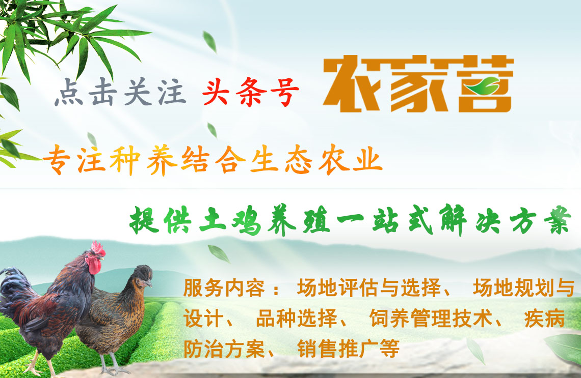 养土鸡防黄鼠狼有绝招,养土鸡一般要防哪些病