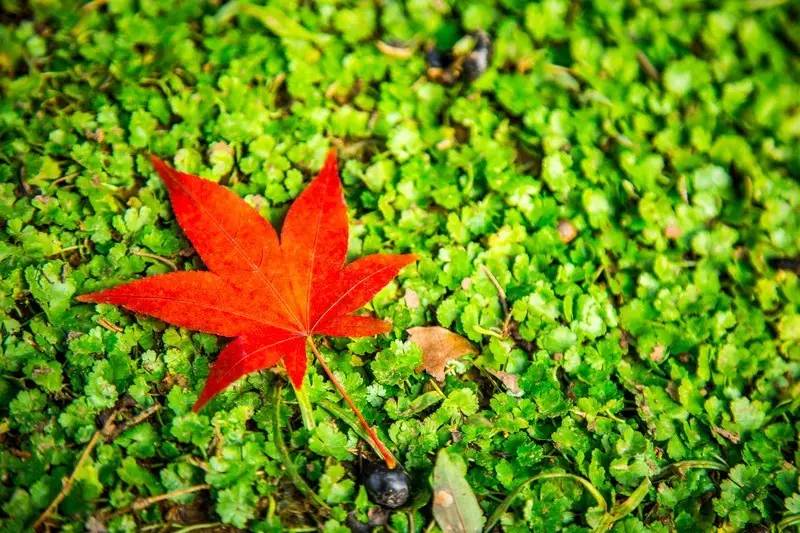 这位妈妈,这位妈妈写的回忆录