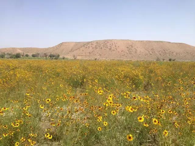 枸杞配菊花的功效什么季节用,黄芪枸杞菊花的功效作用