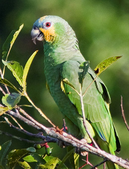 怎么样才能分辨鹦鹉是什么鹦鹉,怎么区分鹦鹉杂毛