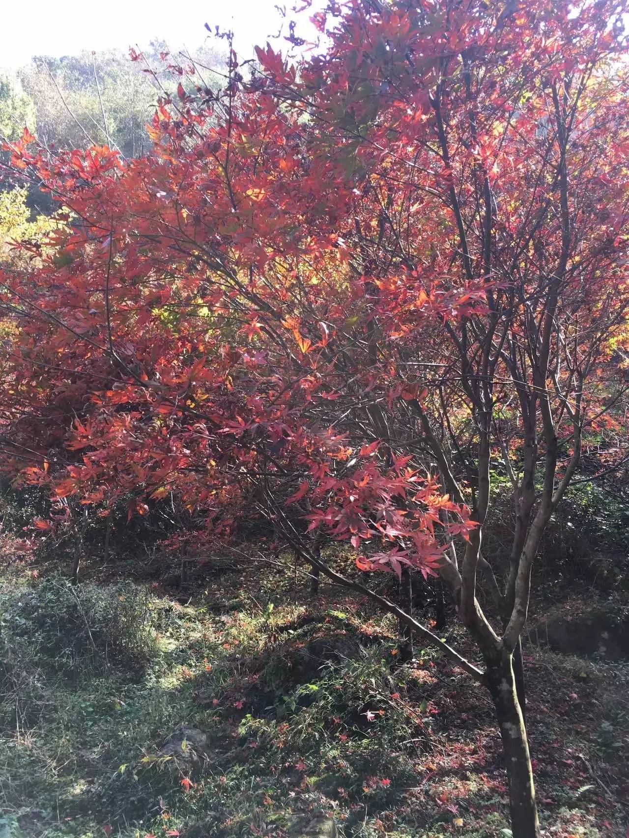 奉化溪口镇栖霞古道,宁波奉化旅游攻略完整版