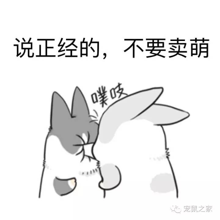 看看那些年我们一起追过的荷兰猪猪粮（下）