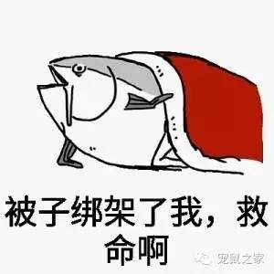 看看那些年我们一起追过的荷兰猪猪粮（下）