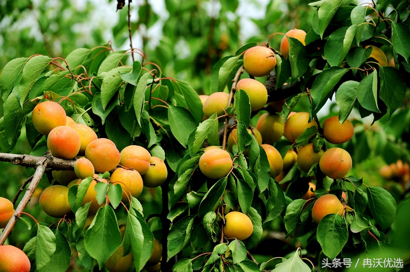甘肃敦煌的水果杏,甘肃李广甜杏