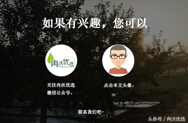 甘肃敦煌的水果杏,甘肃李广甜杏