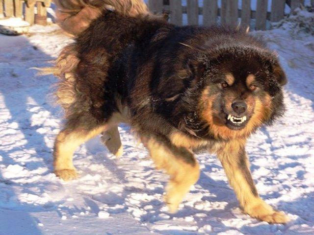 藏獒和比特犬谁能赢,比特犬和藏獒哪只强