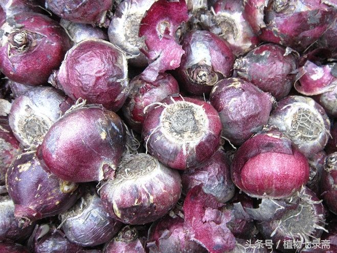 如何选择最好的洋葱,洋葱原来可以像莲花一样美