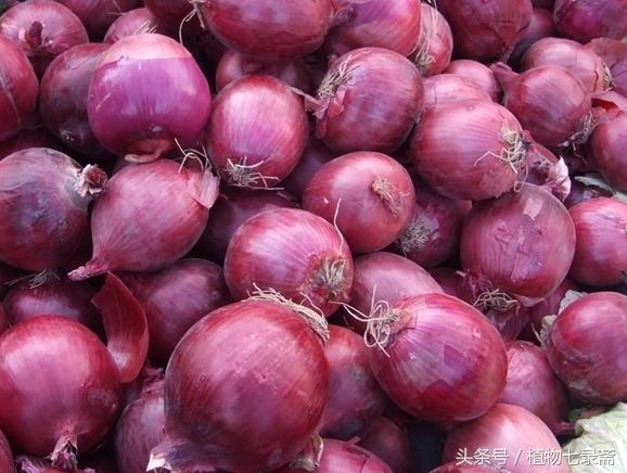 如何选择最好的洋葱,洋葱原来可以像莲花一样美