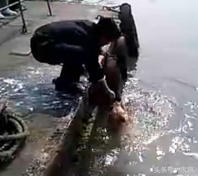 狗狗用洗衣粉洗澡,用洗衣粉给狗狗洗澡