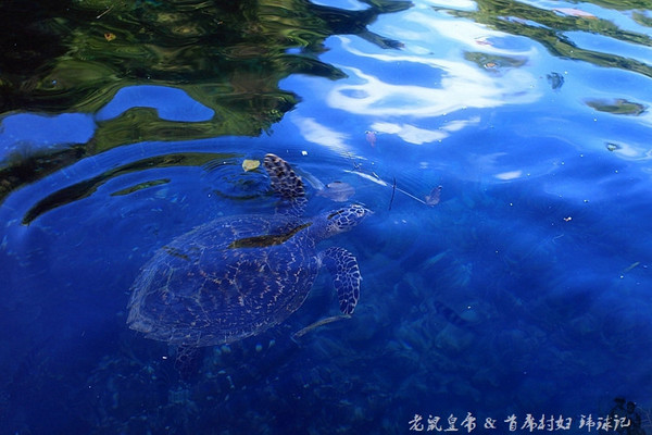 帕劳世界七大海底奇观,帕劳夕阳奇观图片