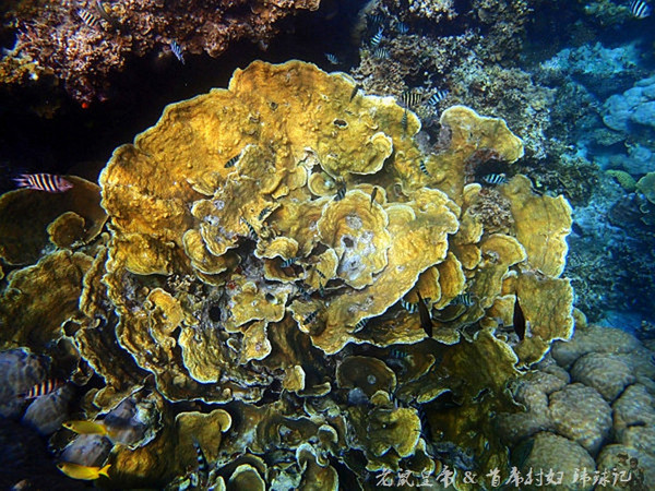 帕劳世界七大海底奇观,帕劳夕阳奇观图片