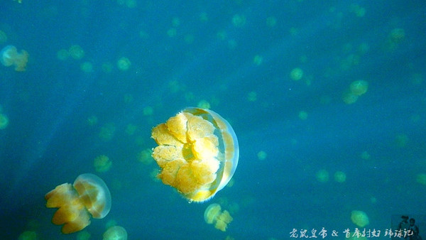 帕劳世界七大海底奇观,帕劳夕阳奇观图片