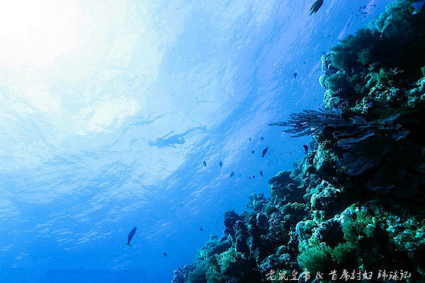 帕劳世界七大海底奇观,帕劳夕阳奇观图片