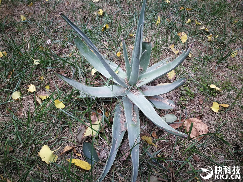 外媒评测华为mate9,华为mate9测评王者荣耀