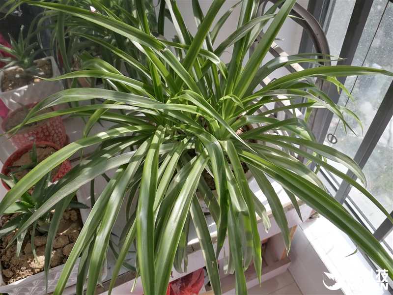 外媒评测华为mate9,华为mate9测评王者荣耀