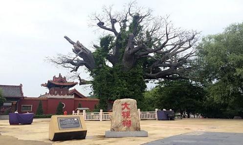 敢问祖先在何处山西洪洞大槐树,若问祖先在何处山西洪洞大槐树