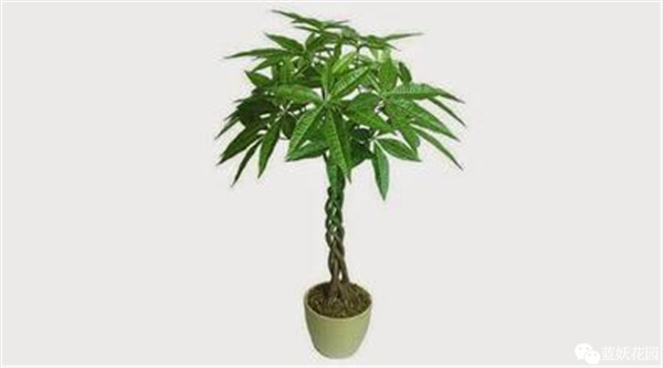 可以净化空气的室内盆栽植物,什么植物净化空气能力最强室内