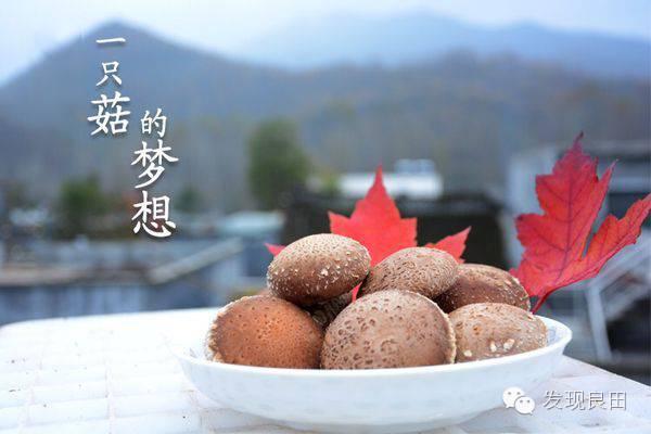 良田路演:景语菇——不忘初心,与梦同行