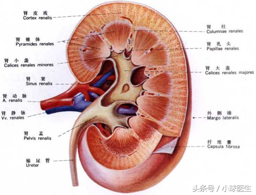 如何留取尿液标本，看了就知道！