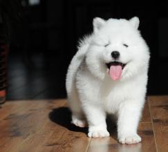 从来不跟狗打交道的星座,狗跟星座的关系