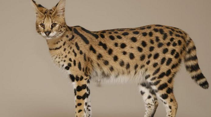 性价比低的猫咪品种有哪些,什么种类的猫最便宜