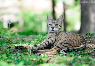 性价比低的猫咪品种有哪些,什么种类的猫最便宜