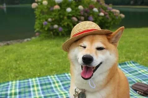 宠物篇100天,宠物篇合集