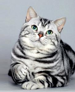 宠物篇100天,宠物篇合集